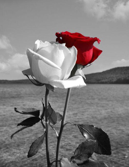 Eternal Elegance: Timeless Petal Array